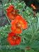 Fingerkraut (Potentilla atrosanguinea) - Saat