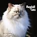 Search : Ragdoll Cats 2010 Square Wall