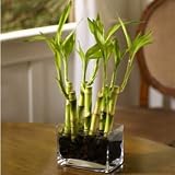 River Rock Bamboo- Ships Express 2-Day