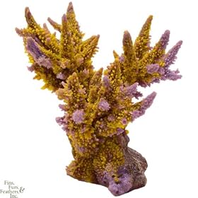 Nature`s Image Acropora:YELLOW PURPLE: 6in x 5 inch x 5 inch (Acropora abrotanoides) Coral... by Nature`s Image