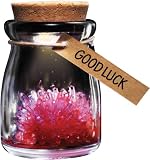 Iggi Crystal Garden Grow Your Own Wish Flower, GOOD LUCK, Red