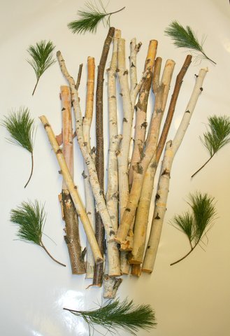 Birch Sticks