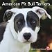 American Pit Bull Terriers 2010 Square Wall
