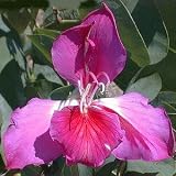 Purple Orchid Tree 10 Seeds - Bauhinia purpurea - Tropical - B000VJHA4Y