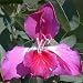 Purple Orchid Tree 10 Seeds