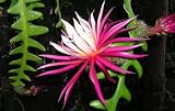 Lawn & Patio - 2 CUTTINGS EPIE EPIPHYLLUM ORCHID CACTUS RIC RAC FISH BONE FISHBONE BEAUTIFUL EXOTIC PLANT CUTTINGS DROUGHT TOLERANT