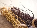Curly Willow
