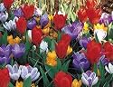 Early Spring Collection 35 Bulbs- Tulips & Crocus
