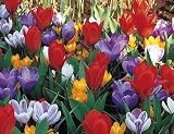 Early Spring Collection 35 Bulbs- Tulips & Crocus