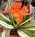 4 Variegated Salmon Clivia miniata Seeds - Rare