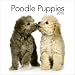 poodle3 - Poodle Puppies 2010 Mini Wall Calendar