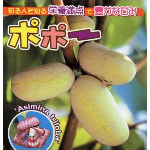 大人気!幻の果実!とろける食感 ポポー (苗木)