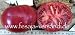 Tomatensorte => Berner Rose (Samen)