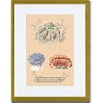 Gold Framed/Matted Print 17x23, Eumenides Tisiphone