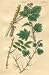 BARBS or PROTECTION on plant life, Plate 44 Illustration by John Miller Botanical Stu...