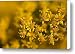 Flowers In Eastern Montana Canvas Print / Canvas Art - Artist Joel Sartore