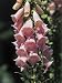 Close-Up of Purple Foxglove Flowers (Digitalis Purpurea) Photographic Poster Print by R. Sacco, 18x24