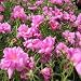 Moss Rose - Pink - 5000 Seeds