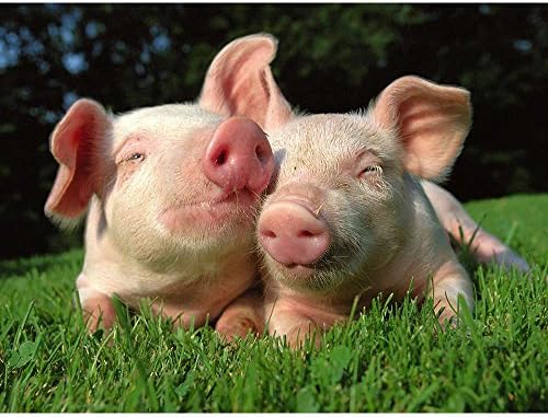 Baby Pigs & Wildlife Animal Art Print Poster Wall Decor Home Decor(24x16inches)