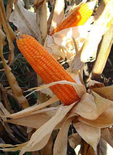 #1299 12'-14'ft GIANT ORANGE ORNAMENTAL CORN 35 seeds #1299 12'-14'ft GIANT ORANGE ORNAMENTAL CORN 35 seeds