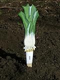 Cheerful Hand-Made Wooden Vegetable Row Plant Marker: Leek