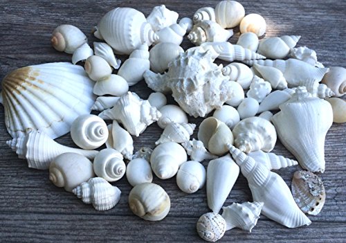 White decorative sea shell mix |1 pound of shell for de…
