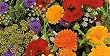 Wildflower Premium Mix Seeds-1/4 lb. Covers 75 sq.ft