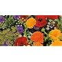 Wildflower Premium Mix Seeds-1/4 lb. Covers 75 sq.ft