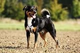 Appenzeller Mountain Dog Standing Dog - 24"W x 16"H - Peel and Stick Wall Decal by Wallmonkeys