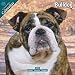 bulldog46 - Bulldogs 2010 Wall Calendar 12 X 12