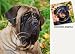 Mastiff Dog Drink Coasters