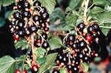 Ben Sarek Black Currant Bush - Great for Wine Making! thumbnail