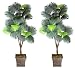 Two 6' Fan Palm Tripled Artificial Trees Silk Plants, with No Pot,