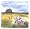 www.wildrosen.com - Wild Roses