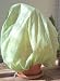 Frost Protek Plant Cover: Medium, Green