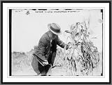 Newswire Photo S Gaynor in the cornfields St. James L.I.