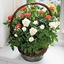 Flowers by Post - Red & White Rose Basket