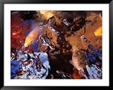 514ig1LHkkL. SL160  Fish in a Pool of Water, Manado, North Sulawesi, Indonesia Framed Art Poster Print by Greg Elms, 49x39