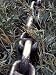 Close-Up of a Steel Chain Landclearing Trees for Agriculture Farmland, Australia Photographic Poster Print by Jason Edwards, 12x16