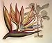 Bird of Paradise II Art Print Poster By Sydenham Edwards, 14  x 18 