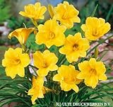 Daylily Stella