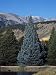 Colorado Blue Spruce (Picea Pungens), Colorado State Tree, Rocky Mountains, Colorado, Usa. Photographic Poster Print by Robert & Jean Pollock, 18x24