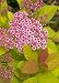 'Double Play Big Bang' Spirea - Hardy Flowering Shrub - Proven Winners