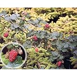 木いちご：タイベリー3.5号ポット[ラズベリーとブラックベリーの交配種 苗木]