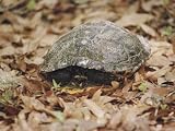 An Eastern Box Turtle Has Partially Withdrawn into its Shell as a Defensive Measure Photographic Poster Print, 24x18