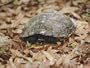 An Eastern Box Turtle Has Partially Withdrawn into its Shell as a Defensive Measure Photographic Poster Print, 24x18