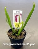 Carnivorous Red Pitcher Plant - Nepenthes ventricosa - Easy