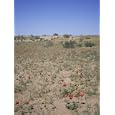 Poppies Flowering in the Desert for a Few Days Each Spring, Kara Kum Desert, Uzbekistan, C.I.S. Photographic Poster Print by Christopher Rennie, 30x40
