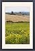 Framed Prints of Field of sunflowers in the Tuscan landscape, Tuscany, Italy, Europe from Robert Harding