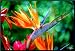 Bird Of Paradise (Very Rare) - Strelitzia reginae - 10 Seeds